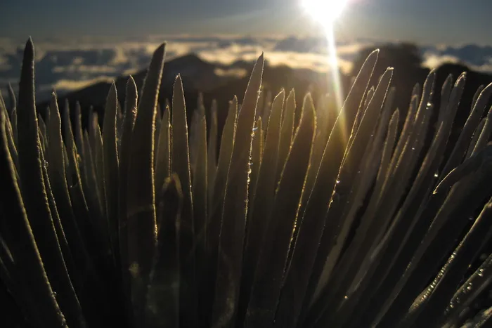 美国，haleakalā国家公园，水滴，特写，日出，到期，夏威夷，水