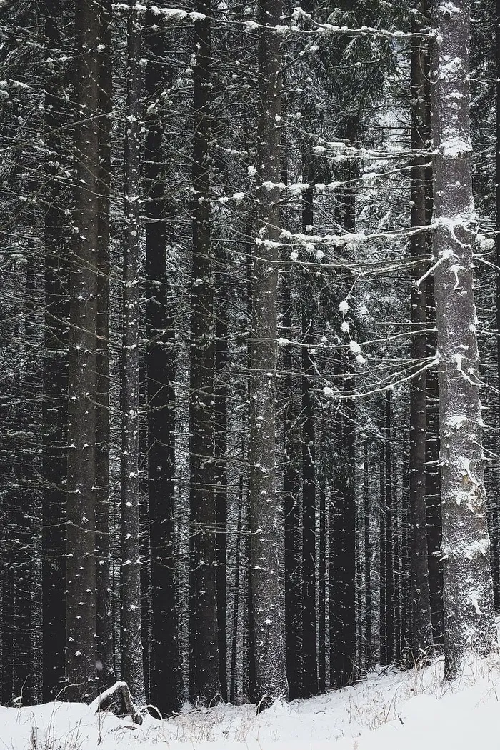 雪，有盖，光秃秃的，树木，冬天，白色，寒冷，天气