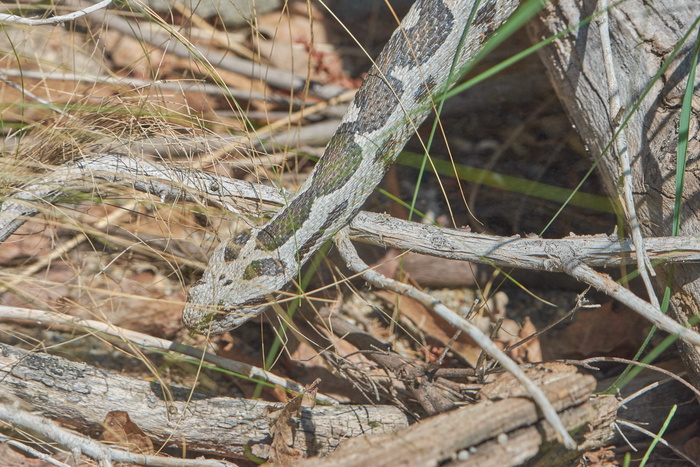 建议，水獭，长矛，有毒，致命，危险，风险，树