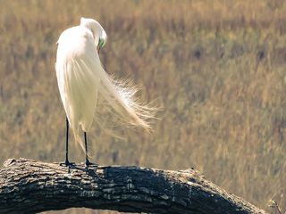 动物摄影、鸟类、鸟类、特写、羽毛、户外、栖息、羽毛