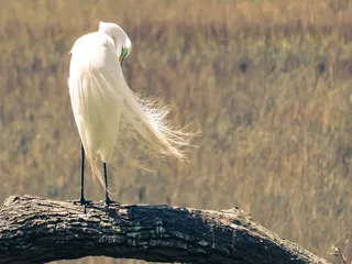 动物摄影、鸟类、鸟类、特写、羽毛、户外、栖息、羽毛
