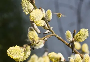 猫咪柳，牧场，小猫，花序，花粉，植物，花，开花植物