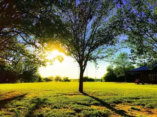 树，草，日落，自然，风景，太阳，阳光，草地