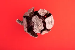 松果, 宏, 针, 森林, 视锥细胞, 沙哑, 特写, 红色背景