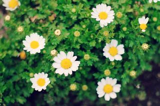 特写摄影雏菊花圃