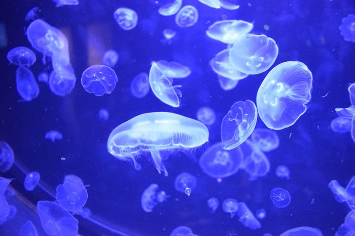 水母、水母、蓝色、水、自然、野生动物、无脊椎动物、动物主题