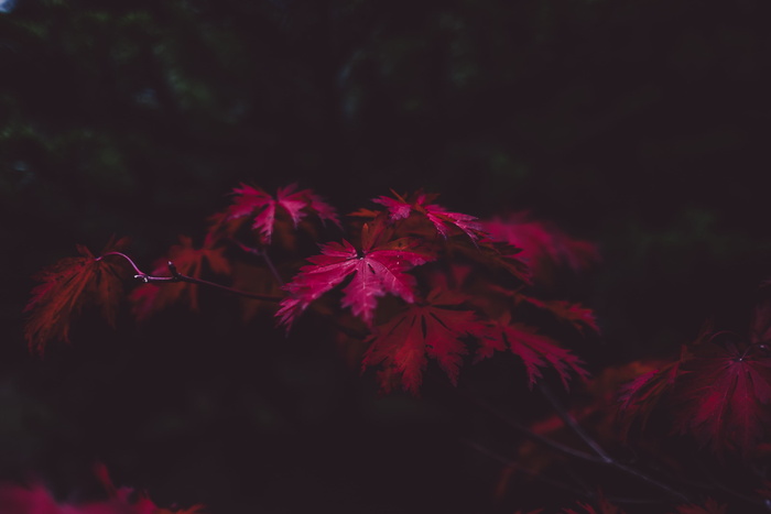 粉色叶子的植物，叶子，秋天，紫色，秋天，季节，深色，秋天的叶子背景