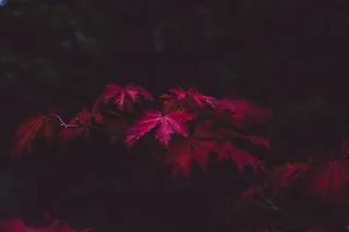 粉色叶子的植物，叶子，秋天，紫色，秋天，季节，深色，秋天的叶子背景