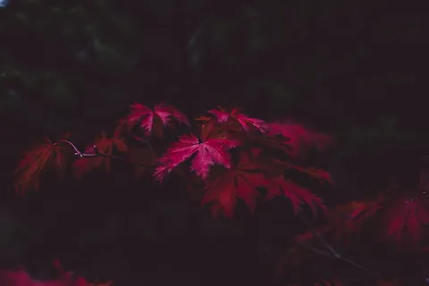 粉色叶子的植物,叶子,秋天,紫色,秋天,季节,深色,秋天的叶子背景 粉色叶子的植物,叶子,秋天,紫色,秋天,季节,深色,秋天的叶子背景