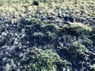 苔藓，自然，季节，冬天，生活方式，户外，远足，散步