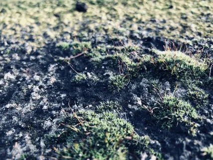 苔藓,自然,季节,冬天,生活方式,户外,远足,散步 苔藓,自然,季节,冬天,生活方式,户外,远足,散步