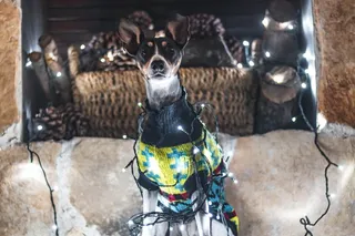 狗，圣诞节，圣诞灯，圣诞墙纸，宠物，navidad，灯，灯