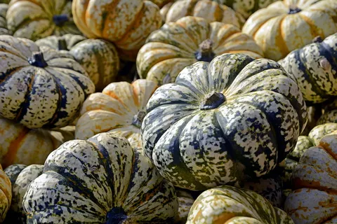 南瓜、南瓜、葫芦、秋天、感恩节、装饰、收获、万圣节 南瓜、南瓜、葫芦、秋天、感恩节、装饰、收获、万圣节