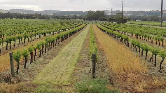 葡萄园、葡萄酒、水果、山谷、葡萄藤、葡萄藤、土地、田地 葡萄园、葡萄酒、水果、山谷、葡萄藤、葡萄藤、土地、田地
