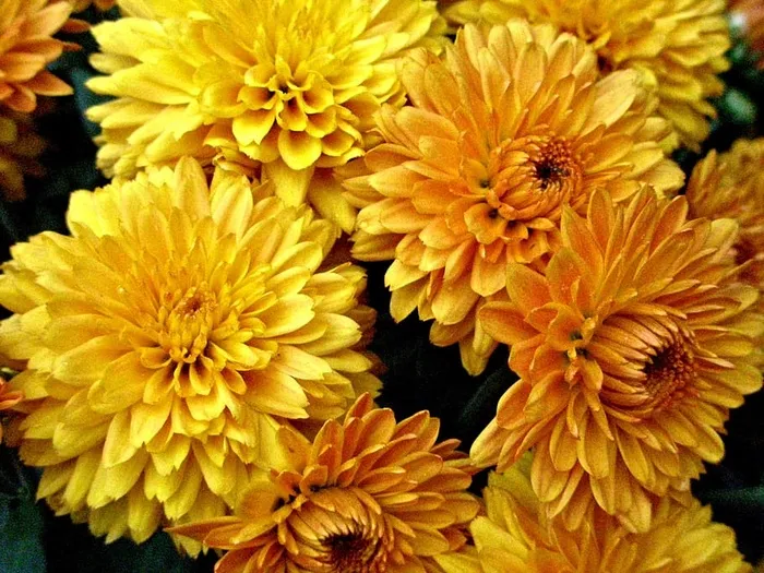 美丽的金色蓬蓬秋菊