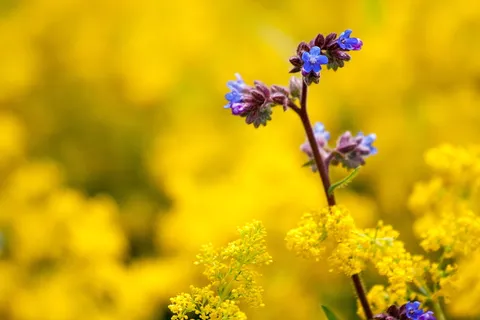 花,植物,自然,颜色,植物,花园,花朵,建筑 花,植物,自然,颜色,植物,花园,花朵,建筑