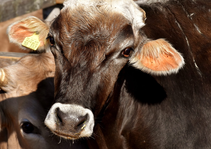 棕色、黑色、母牛、牛肉、口鼻、有蹄动物、好艾德比奇、庇护所