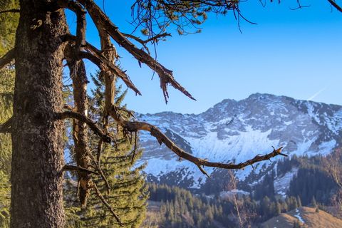 树，雪，山，冷，雪，景观，森林，树枝