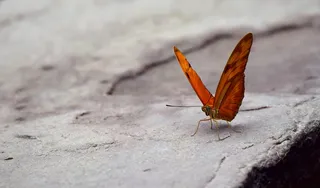 选择性，聚焦摄影，红色，蝴蝶，栖息，灰色，表面，翅膀