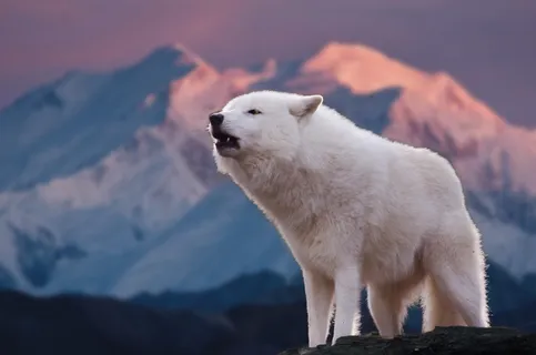 closuep摄影,白色,熊,山,雪,霜冻,冬天,自然 closuep摄影,白色,熊,山,雪,霜冻,冬天,自然