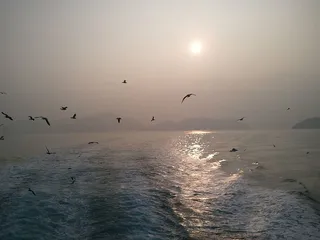 海鸥，时报，游船，海洋，脊椎动物，动物主题，野生动物，野生动物