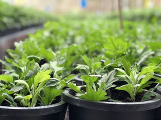 印度尼西亚，棉兰巴鲁，jl。abdul hakim 1号，绿色，生长，植物，盆栽植物，叶