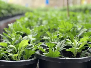 印度尼西亚，棉兰巴鲁，jl。abdul hakim 1号，绿色，生长，植物，盆栽植物，叶