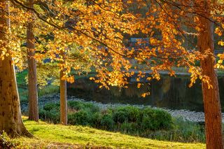 秋天，树木，湖泊，自然，风景，树叶，阳光，心情