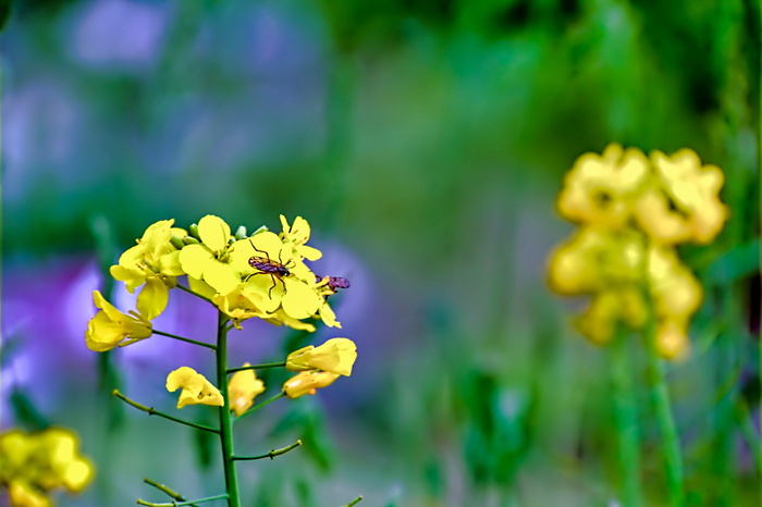 植物，花朵，花朵，花瓣，花粉，埃伯斯巴赫，德国，动物