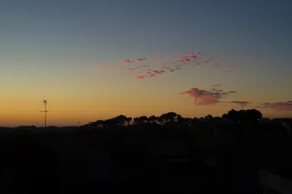 剪影、树木、金色、小时、蓝色、天空、白天、自然