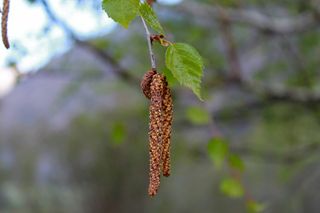 桦树，桦树柳絮，春天，关注前景，植物，特写，生长，白天