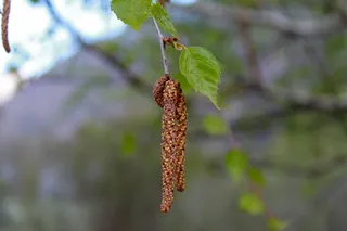 桦树，桦树柳絮，春天，关注前景，植物，特写，生长，白天