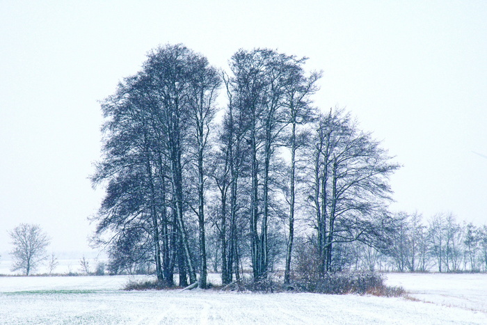 寒冷、下雪、景观、天气、乡村、雾、霜冻、霜冻