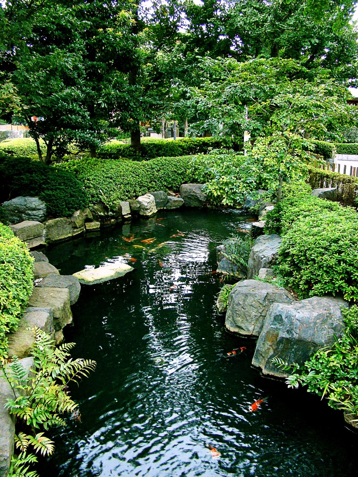 学校，锦鲤鱼，池塘，绿色，植物，日本，东京，浅草