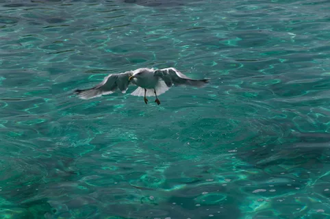 海鸥，鸟，马林，飞行，羽毛，动物主题，水，动物