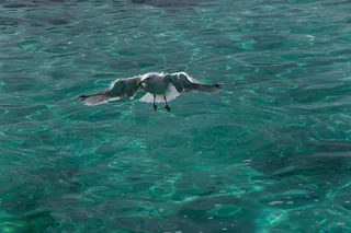 海鸥，鸟，马林，飞行，羽毛，动物主题，水，动物