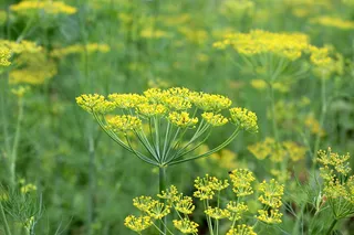 莳萝，伞，花，伞莳萝，莳萝花，菜园，夏天，绿色