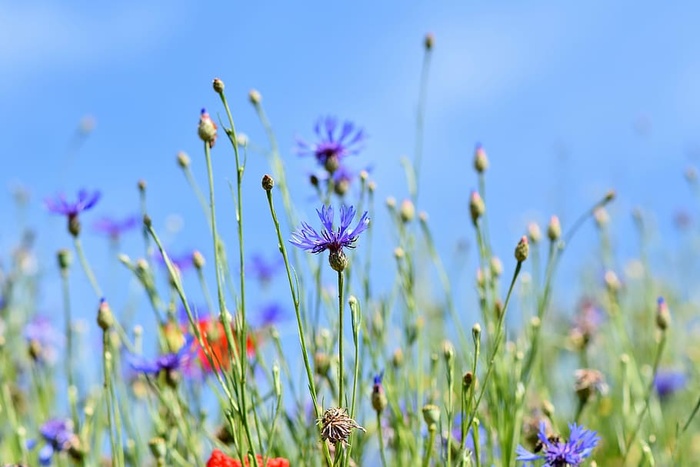 浅色，焦点照片，花朵，高山矢车菊，蒙大拿矢车菊，花朵，花坛，花朵