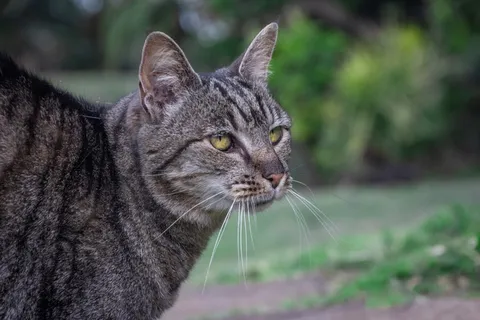 灰猫特写照片 灰猫特写照片