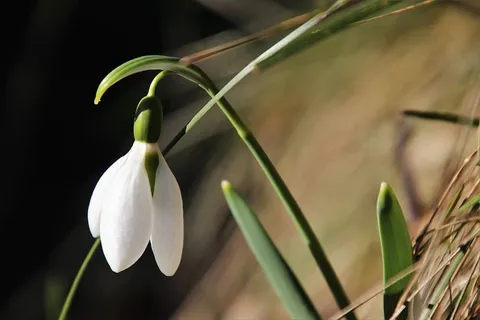 早春,雪花莲,植物,春天的迹象,贝尔,一,涅伊茨基,觉醒 早春,雪花莲,植物,春天的迹象,贝尔,一,涅伊茨基,觉醒