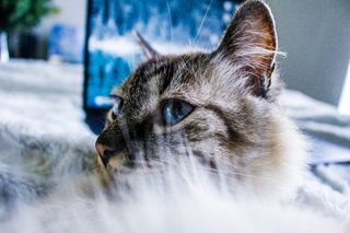 猫，小猫，婴儿，动物，动物，宠物，毛茸茸的