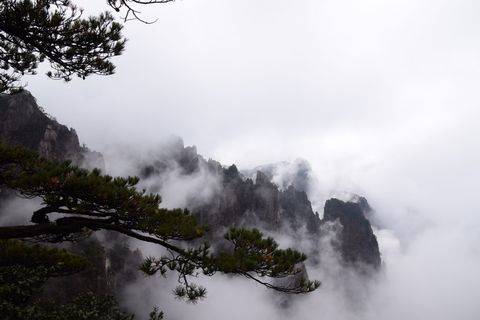 黄山, 松树, 中国画, 云海, 自然之美, 雾, 树, 风景-自然
