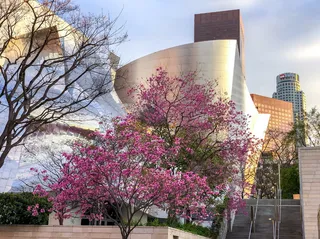 植物，花，花，户外，美国，洛杉矶，第一街和希望街e，阿尔布尔