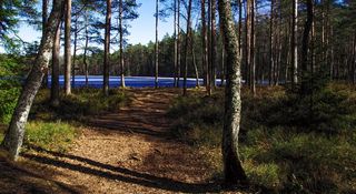 森林地板的照片