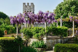 紫色、开花树、灰色、混凝土、建筑、领带、花园、花