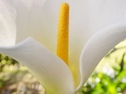 礼来，花，白花，植物，特写，新鲜度，脆弱性，开花植物