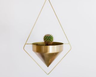 仙人掌植物的选择性聚焦摄影