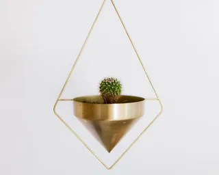 仙人掌植物的选择性聚焦摄影