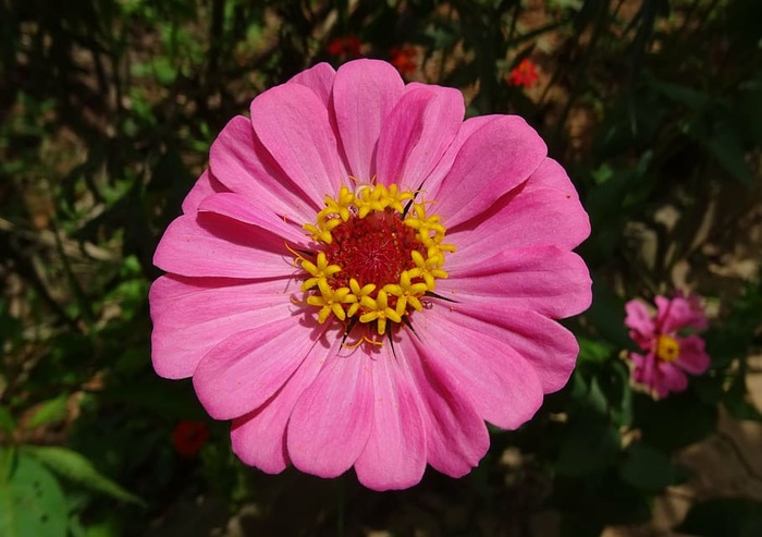 百日草，花朵，粉色，植物，植物，花园，花朵，自然