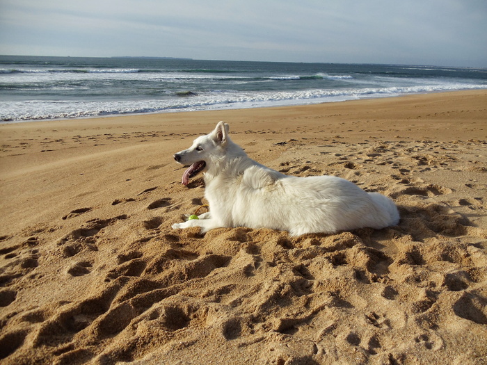 瑞士白牧羊犬，狗，动物，大海，我想和动物一起生活，海滩，陆地，一种动物